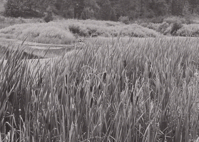 A marsh field of cattails